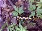salamandra škvrnitá