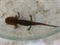 salamandra škvrnitá