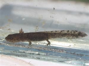 Salamandra salamandra 02