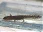 Salamandra salamandra 02