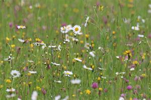 Nížinné a podhorské kosné lúky