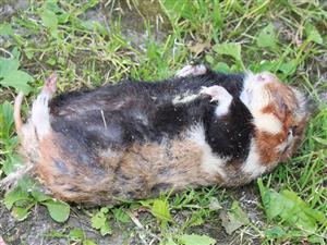 Cricetus cricetus