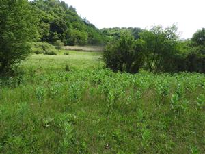 Asclepias