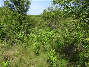 Asclepias