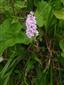 vstavacovec Fuchsov