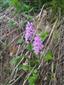 vstavacovec Fuchsov