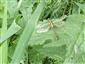 Gomphus vulgatissimus (Linnaeus, 1758