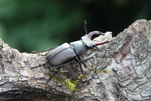 Lucanus1_a_balazova