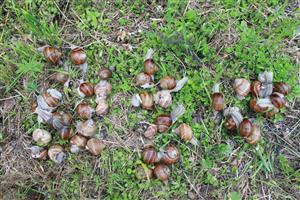 Živé dospelé jedince Helix pomatia