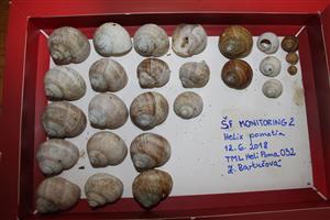 Recentné a subrecentné juvenily v materiáli zo spracovaného zberu na ploche TMLHeliPoma032