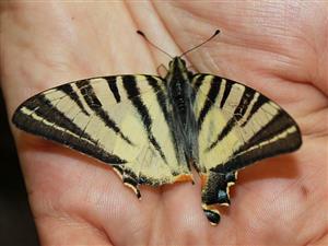 Iphiclides podalirius