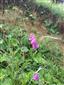 Gladiolus imbricatus