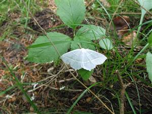 Campaea margaritata