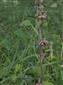 Epipactis sp.