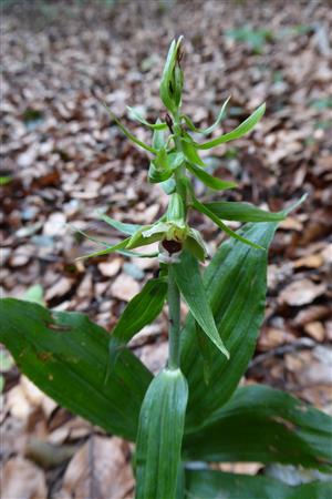 Epipactis leutei s.l.