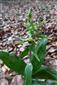 Epipactis sp.