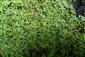 Callitriche platycarpa