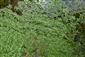 Callitriche platycarpa
