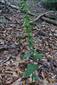 Epipactis sp.