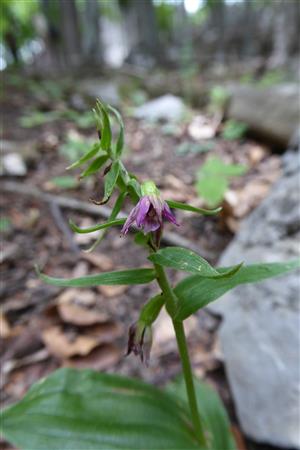 epipactis placentina