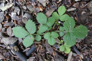 Aremonia agrimonioides
