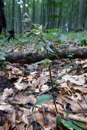 Epipactis pseudopurpurata