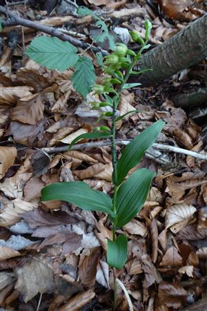 epipactis muelleri