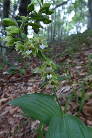 Epipactis helleborine
