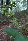Epipactis helleborine