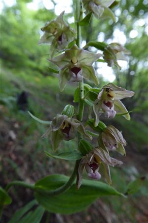 Epipactis komoricensis
