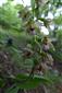 Epipactis komoricensis