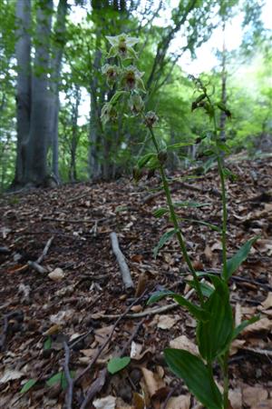 Epipactis komoricensis