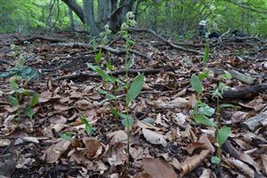 Epipactis komoricensis biotop