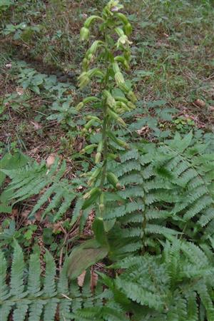 Epipactis greuteri