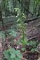 Epipactis sp.