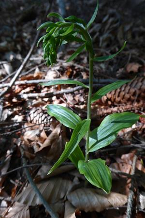 Epipactis pontica