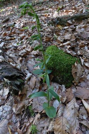 Epipactis pontica