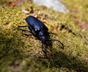 Prionus coriarius