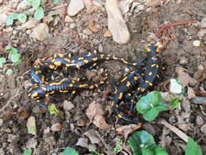 Salamandra škvrnitá 