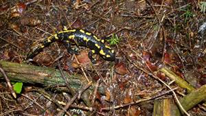 salamandra