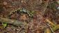 salamandra