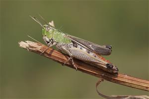 koník Stenobothrus lineatus