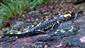 salamandra škvrnitá
