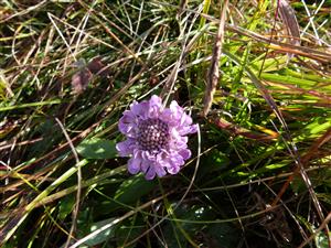 Scabiosa lucida