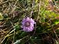 Scabiosa lucida