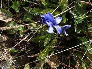 Gentianopsis ciliata