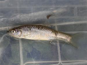 Pseudorasbora parva