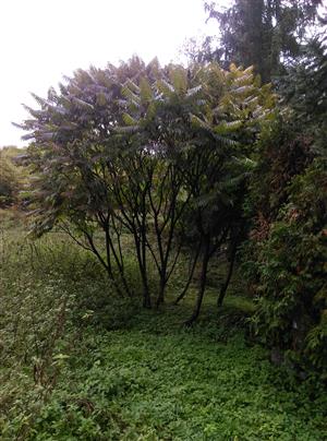 20181002_120454.png