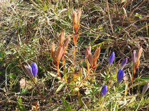 Gentiana pneumonanthe