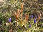 Gentiana pneumonanthe